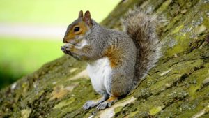 SAAS, Sales Commissions, and… Squirrels? Cory Rhodes on